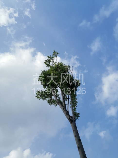 Explosion proof centrifugal fan